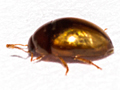 Olibrus corticalis